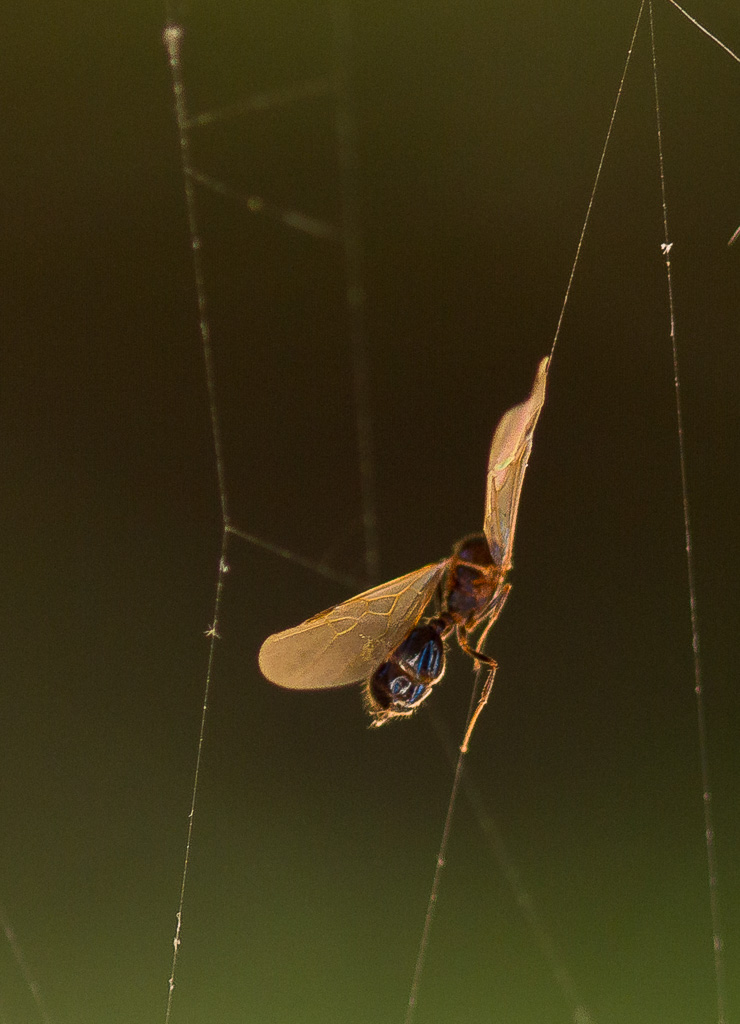 Looking for things to photograph in the backyaed and I came across this poor bug. A sticky end but also a nice opportunity for a macro shot. Really will need to cleanup the spider webs.