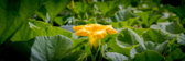 For me this shot is all about contrasting colours. I love the yellow flower on the field of green, while keeping horizontal lines of the the flower and the broad flat leaves.