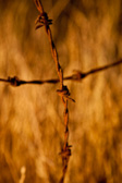 A late afternoon image when I was exploring near my home. This is just a detail from some barbwire that was left abandoned in the grass. Never sure what it is about this kind of image which appeals to me, maybe the way the the background grasss has been reduced to almost flamlike quality by the lens blur.