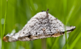 I like the way the water was caught on the edge of this little mushroom in the garden. They were incrediby delicate and you could watch them wither and brown in minutes as the full sun heated them.