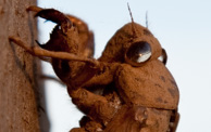 This is a detail from a photo of some cicadas on a tree at my parents place. I was amazed at the way you could see the light shining through the shells of thier eyes.