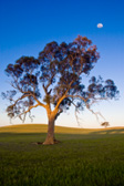 This scene caught my eye when I was trying to get some late afternoon shots of the canola fields near Truro in SA. I have to admit to photshopping the moon to make it bigger but do not feel guilty as this is exactly what the image looked like to the naked eye.