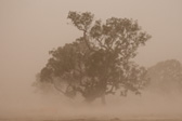 Sitting quietly at home when suddely it sound as if the riders of the apocalypse are parking on our roof. Turns out it was a huge front coming through and visibility out side had dropped to about 50 meters in all the dust kicked up. Only lasted minutes but it was interesting.